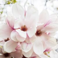 Close-up of pale pink magnolia flowers in bloom, with blurred green and white background.