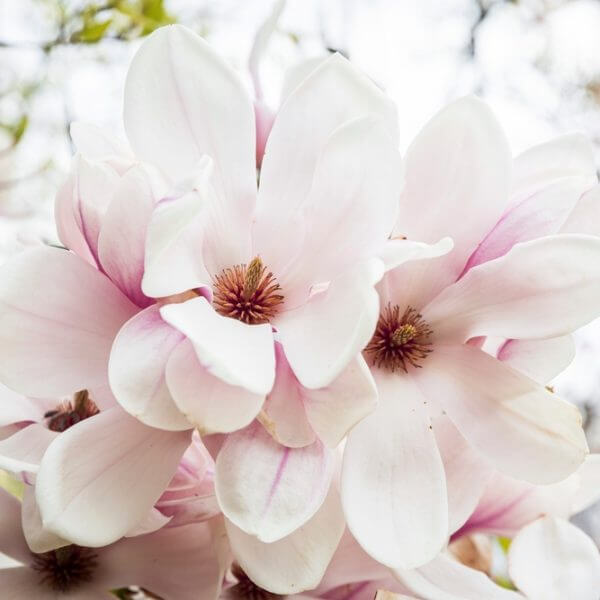 Close-up of pale pink magnolia flowers in bloom, with blurred green and white background.