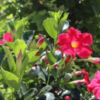 The Mandevilla 'Summerstar™ White' features crisp white flowers and glossy green leaves shining in sunlight, with additional greenery softly blurred in the background.