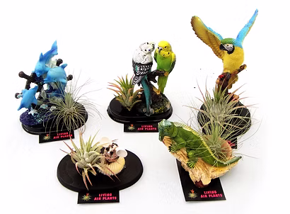 The Tillandsias 'Air Plant' Fridge Magnet (Assorted) features five animal-shaped magnets with live air plants on black bases labelled "Living Air Plants," perfect for a charming and functional display.