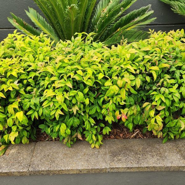 Low hedge with dense green and yellow foliage growing in a raised concrete planter, with a sago palm in the background.