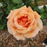 A close-up of a fully bloomed peach-coloured rose with green leaves and mulch visible in the background.