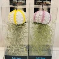 Two Tillandsias 'Air Plant' on Novelty Base Size E (Assorted), each with sea urchin-inspired bases and long green leaves, are displayed side by side in clear plastic packaging.