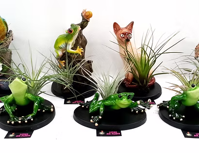 Five Tillandsias 'Air Plant' on Novelty Base Size E (Assorted) are displayed, featuring frog, cat, and tree with frog designs, each on a novelty base with black accents.