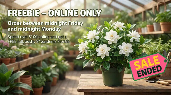 A potted Free Gardenia ‘Florida’ sits on a table in a glasshouse. Text announces an online-only sale, now ended, for a free plant with a £100 purchase.