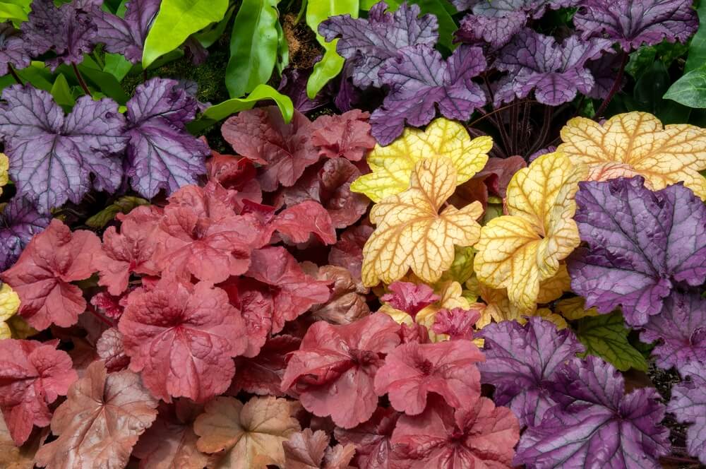 Colourful Heuchera leaves in shades of purple, red, yellow, and green are densely clustered together, displaying a variety of vibrant patterns and textures.