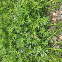 Dense green leafy ground cover next to small grey rocks and earth, highlighted by the vibrant blooms of Lagerstroemia 'Pinky Pink™' Crepe Myrtle 8" Pot that add a splash of colour to the landscape.