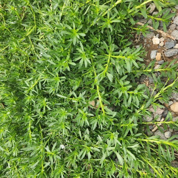 Dense green leafy ground cover next to small grey rocks and earth, highlighted by the vibrant blooms of Lagerstroemia 'Pinky Pink™' Crepe Myrtle 8" Pot that add a splash of colour to the landscape.