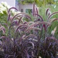 Pennisetum 'Purple Fountain/Foxtail Grass'