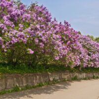 A row of Syringa 'Tinkerbelle™' Lilac blooms with purple flowers in 10" pots, lining a stone wall beside a paved path under a clear sky.