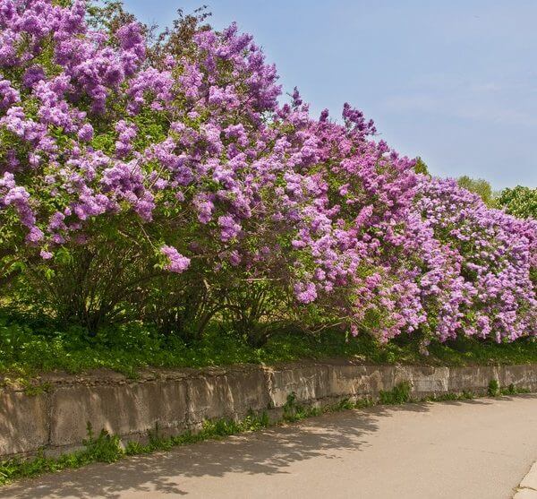 A row of Syringa 'Tinkerbelle™' Lilac blooms with purple flowers in 10" pots, lining a stone wall beside a paved path under a clear sky.