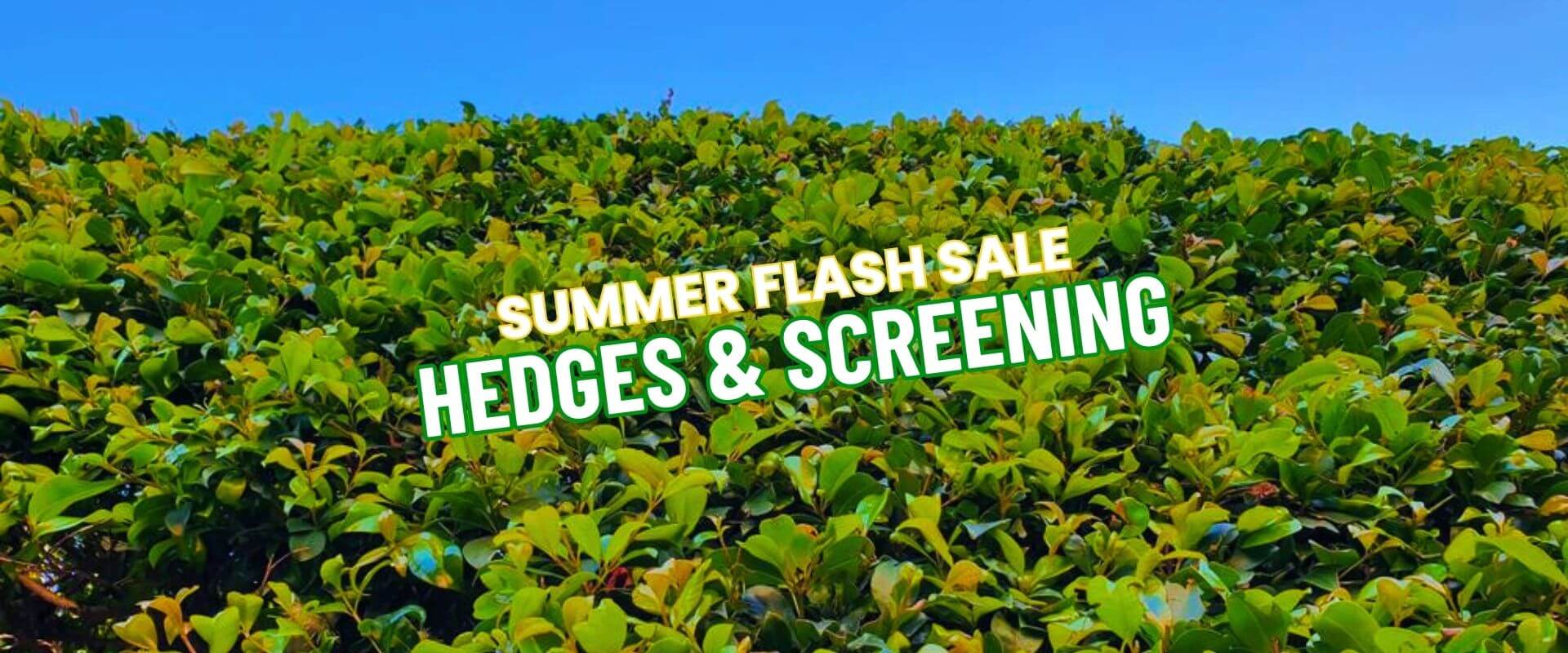 Green hedge with text overlay reading "Summer Growers Direct Flash Sale – Hedges & Screening" against a blue sky background.