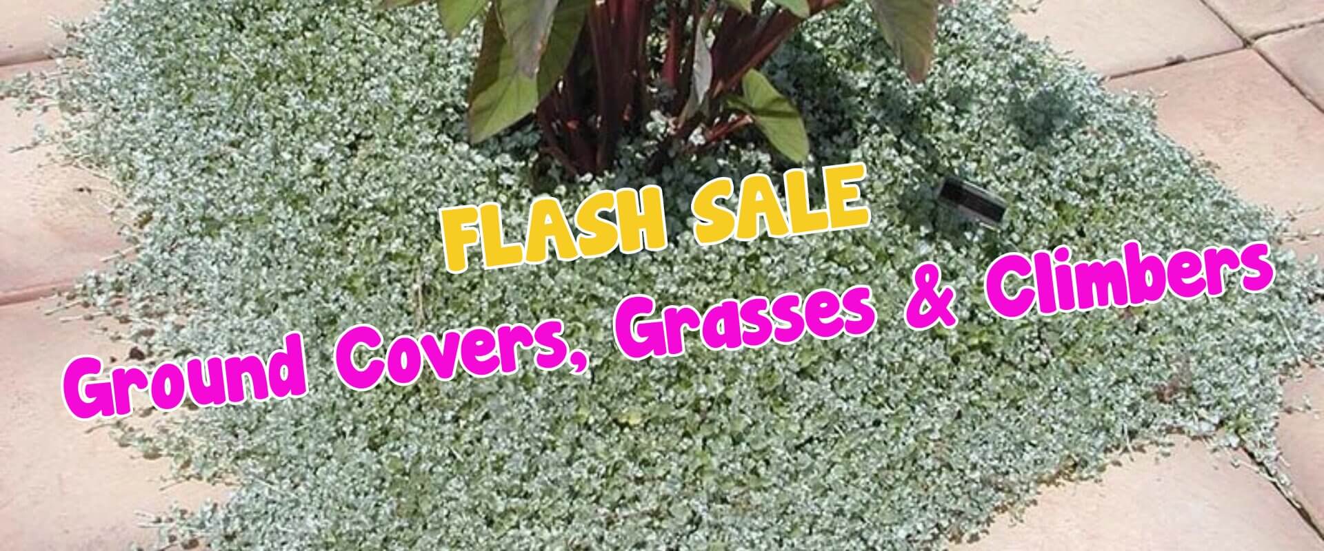 Text on image reads: "Bougainvilleas Flash Sale Ground Covers, Grasses & Climbers." Ground cover plants surround the base of a large plant, bordered by stone tiles.