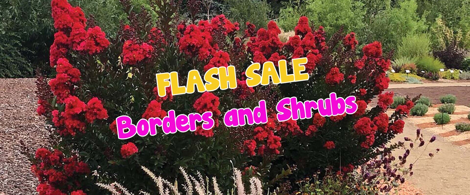 Large red Bougainvilleas in a landscaped garden with text reading "FLASH SALE Borders and Shrubs" in bold, colourful letters over the image.