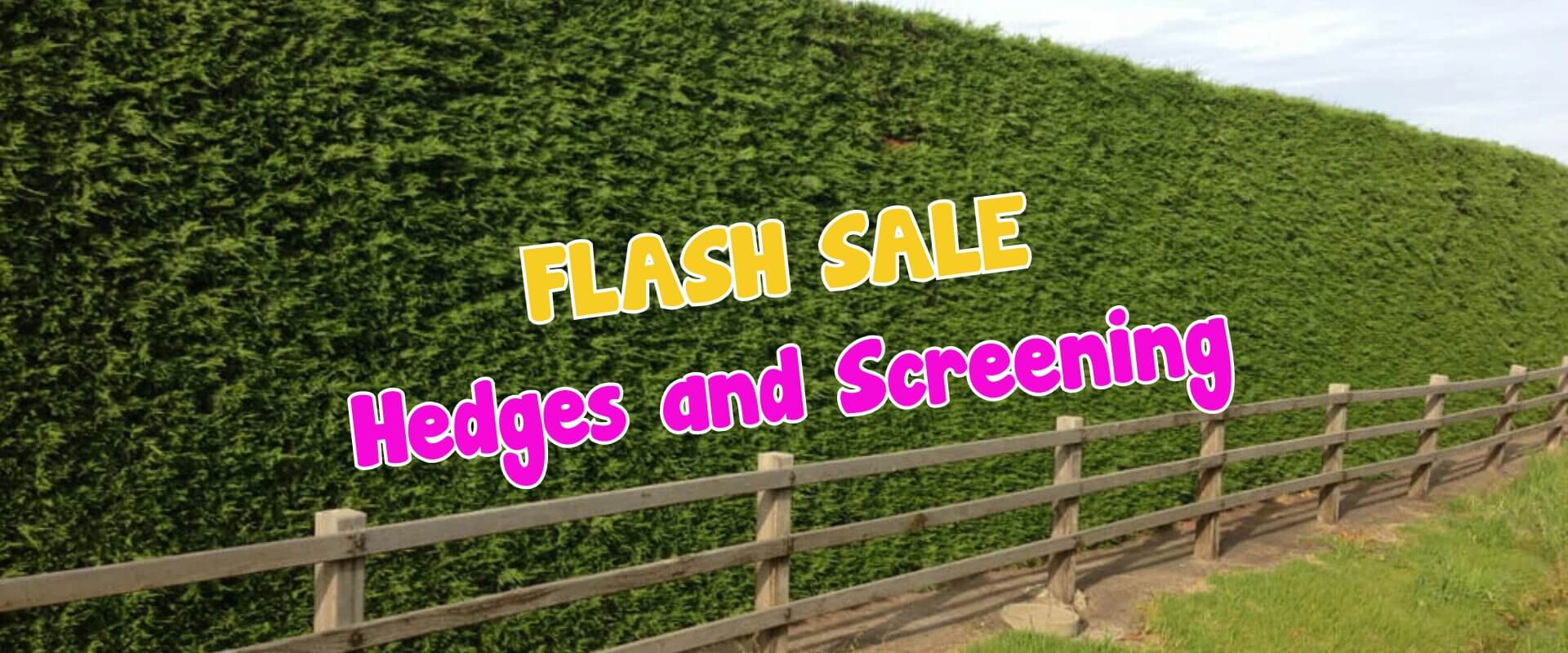 Large green hedge and flowering bougainvilleas behind a wooden fence with text overlay reading "FLASH SALE Hedges and Screening" in yellow and pink letters.