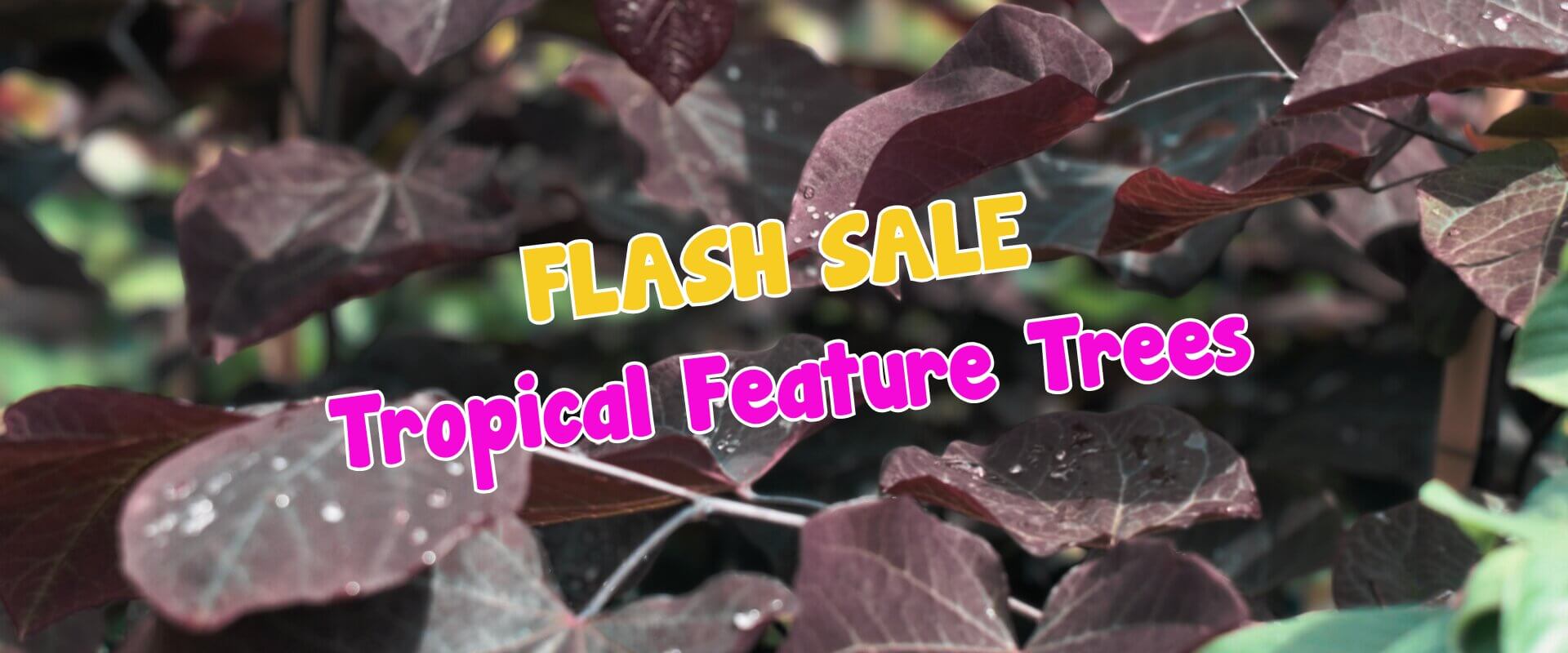 Close-up of dark purple leaves with text overlay: "Summer Growers Direct Flash Sale – Tropical Feature Trees" in bright, bold letters.