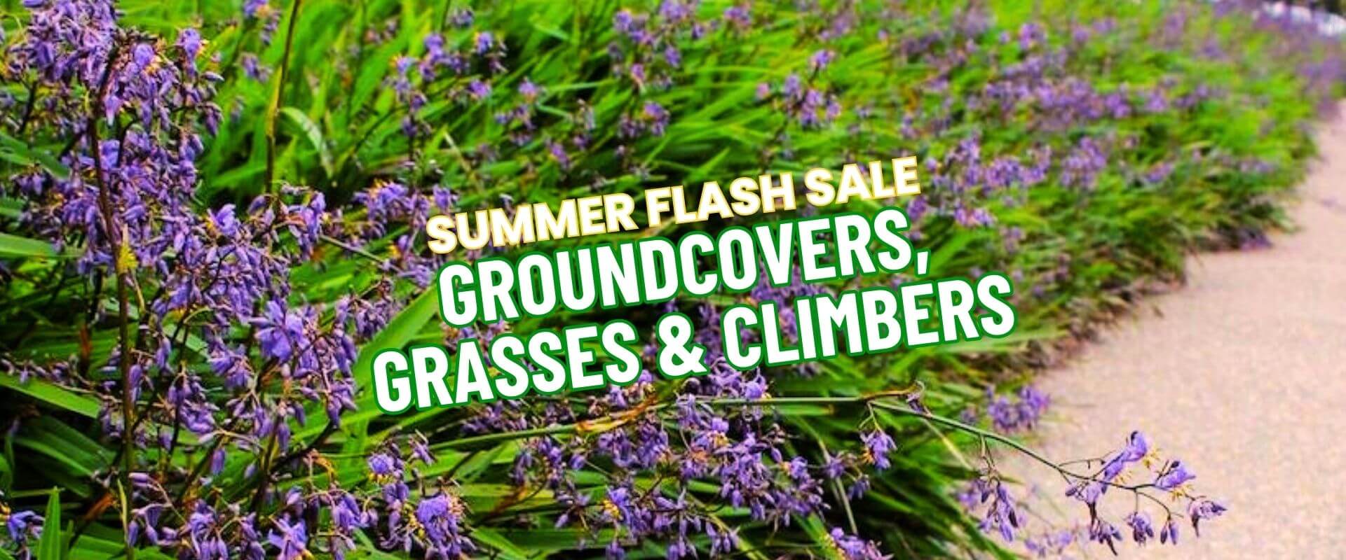 Text reads "Summer Growers Direct Flash Sale: Groundcovers, Grasses & Climbers" over a photo of green grass-like plants with small purple flowers near a walking path.