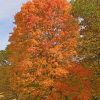 The Acer 'Goldspire' Sugar Maple 16" Pot showcases vivid orange and red autumn foliage, beautifully standing out in a grassy area among other trees beneath a partly cloudy sky.