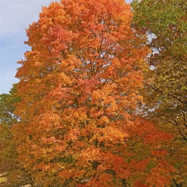 The Acer 'Goldspire' Sugar Maple 16" Pot showcases vivid orange and red autumn foliage, beautifully standing out in a grassy area among other trees beneath a partly cloudy sky.