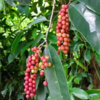 Clusters of small, round red and green berries of Antidesma 'Wild Currant' hang from glossy green leaves in a lush setting—ideal for growing in a 7" Pot.
