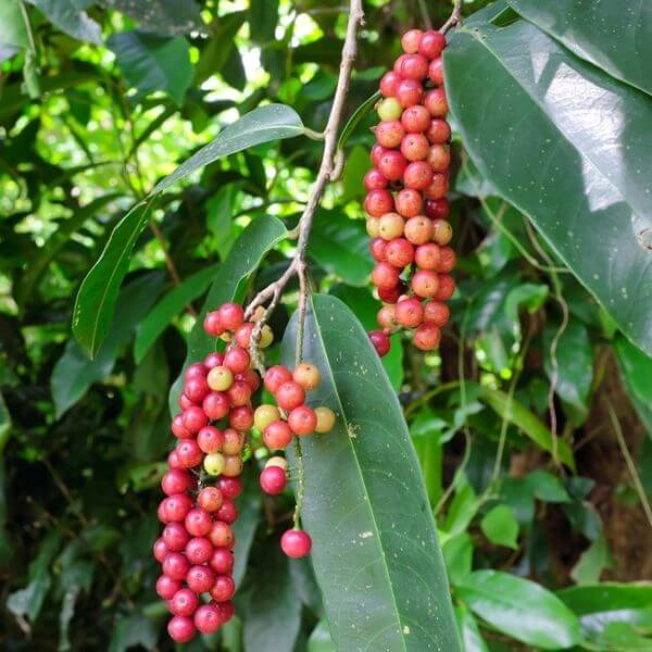 Clusters of small, round red and green berries of Antidesma 'Wild Currant' hang from glossy green leaves in a lush setting—ideal for growing in a 7" Pot.