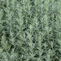 A 15cm pot of Artemisia 'Silver Queen' features a dense cluster of silvery-green, narrow leaves that fill the container.
