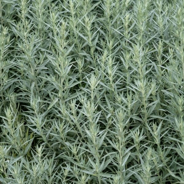 A 15cm pot of Artemisia 'Silver Queen' features a dense cluster of silvery-green, narrow leaves that fill the container.