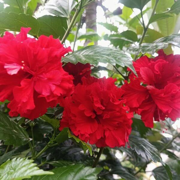 Azalea 'Guanda Red' in a 7" pot features bright red, ruffled blooms and lush green leaves, creating a festive display perfect for Mother’s Day.