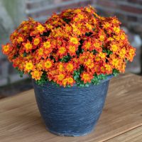 Bidens 'Stellar Orange' 6" Pot