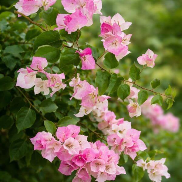 A cluster of pink and white bougainvillea flowers with green leaves in an outdoor garden setting.