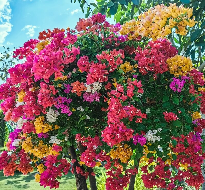 A vibrant bougainvillea bush displays clusters of pink, red, orange, yellow, and white flowers against a sunny outdoor background—perfect inspiration for your summer garden during the Growers Direct Flash Sale.