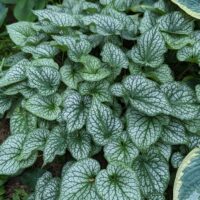 The Brunnera 'Jack Frost' 15cm Pot features a lush cluster of green leaves with striking white veins, growing beautifully together and ideal for adding texture and colour to your garden.