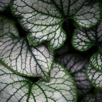 Brunnera 'Stirling Silver’ 15cm Pot featuring silver-white veined, textured leaves that overlap for a lush appearance.