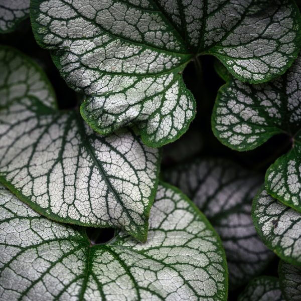 Brunnera 'Stirling Silver’ 15cm Pot featuring silver-white veined, textured leaves that overlap for a lush appearance.