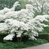 A large tree with dense clusters of white flowers in full bloom, surrounded by green foliage and a trimmed hedge, next to a gravel path in a garden.