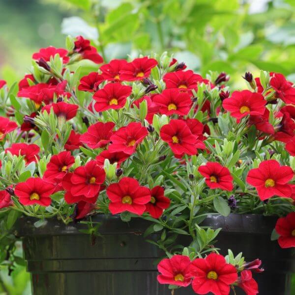 A black pot filled with vibrant red petunia flowers and green leaves, set outdoors with blurred greenery in the background.
