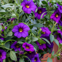 A cluster of vibrant purple petunia flowers with green leaves in a garden setting.