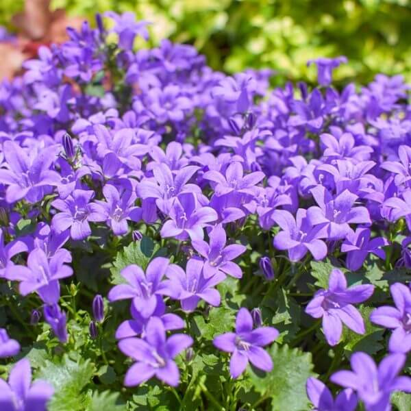 The Campanula muralis 15cm Pot features vibrant purple bellflowers in full bloom, nestled among lush green foliage, creating a striking display perfect for any sunlit garden.