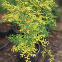 A Chamaecyparis 'Golden Sunset' in an 8" pot, a potted evergreen with feathery green and yellow foliage, sits on soil with similar plants in the background.