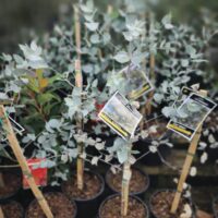 Several young potted plants, such as Eucalyptus 'Silver Shadow' 8" Pot with labelled wooden stakes, are arranged closely together on a wooden surface.
