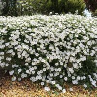 A dense cluster of white convolvulus and trailing Convolvulus 'Blue' (Copy) spills over a wooden garden bed, with dry leaves scattered on the ground below.