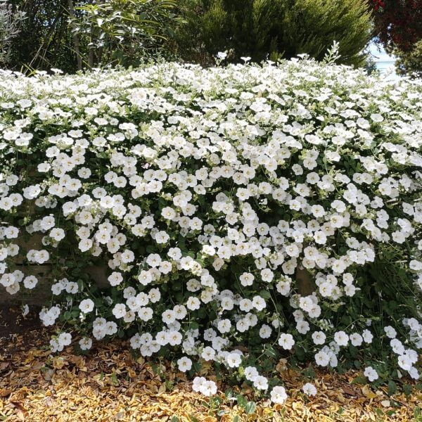 A dense cluster of white convolvulus and trailing Convolvulus 'Blue' (Copy) spills over a wooden garden bed, with dry leaves scattered on the ground below.