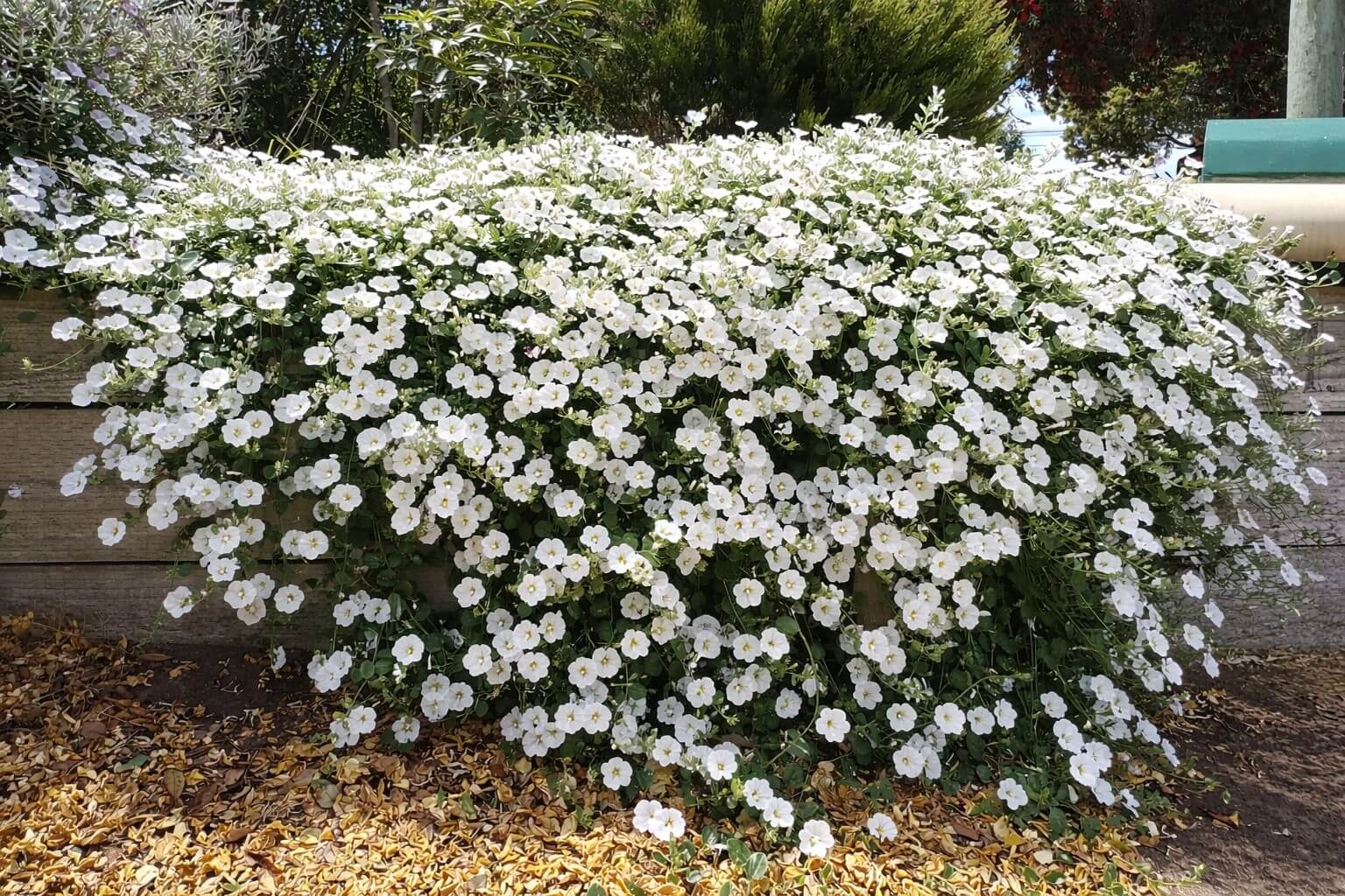 convolvulus white
