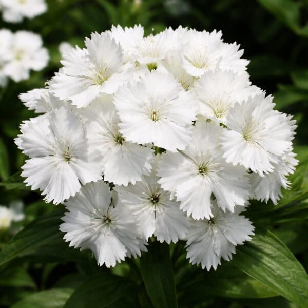 Dianthus 'Dash White' 4" Pot