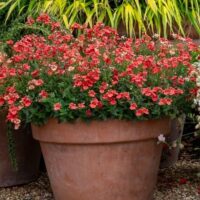 Large terracotta pot filled with dense clusters of small red and pink flowers, placed on gravel with green foliage in the background.