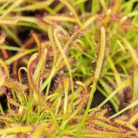 Close-up of Drosera 'Sundews' in a 7.5cm pot, showing long, narrow leaves with sticky hairs for trapping insects, next to Venus Flytraps with their distinctive jaw-like traps.