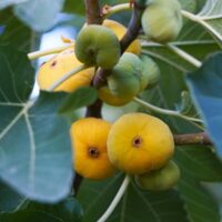 Cluster of ripe and unripe figs growing on a Ficus 'LSU Gold' Fig Tree in an 8" pot, surrounded by large green leaves.