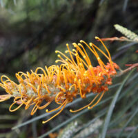 Close-up of Grevillea 'Winpara Sunrise' 6" Pot (Copy) flower, highlighting its yellow and orange tones with long, curved stamens set against green, needle-like foliage.