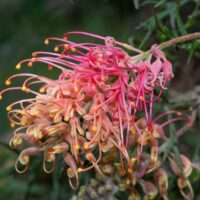 A close-up of a Grevillea 'Strawberry Smoothie' 10" Pot shows pink and orange curled petals with yellow tips against a blurred green background.