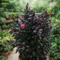 A Hebe 'Black Satin' 15cm Pot, featuring dark purple leaves and clusters of small pink flowers, is displayed among other green plants in a garden setting.